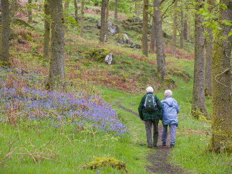 ashley-cooper-an-elderly-couple-walking-through-a-bluebell-w